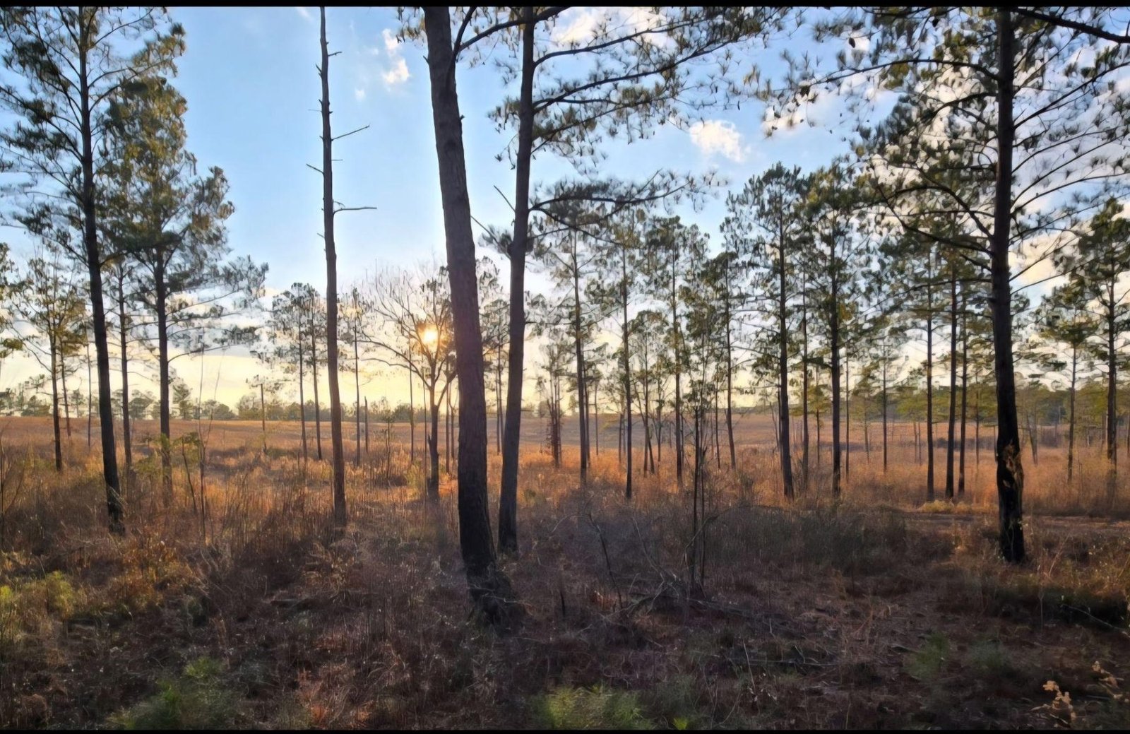Longleaf pine and sandhills at sunset on the New Holland property