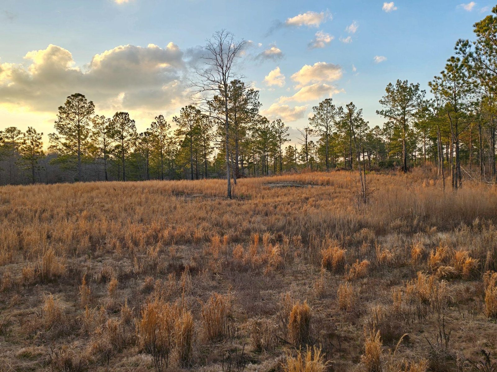Native meadow and pine trees at golden hour