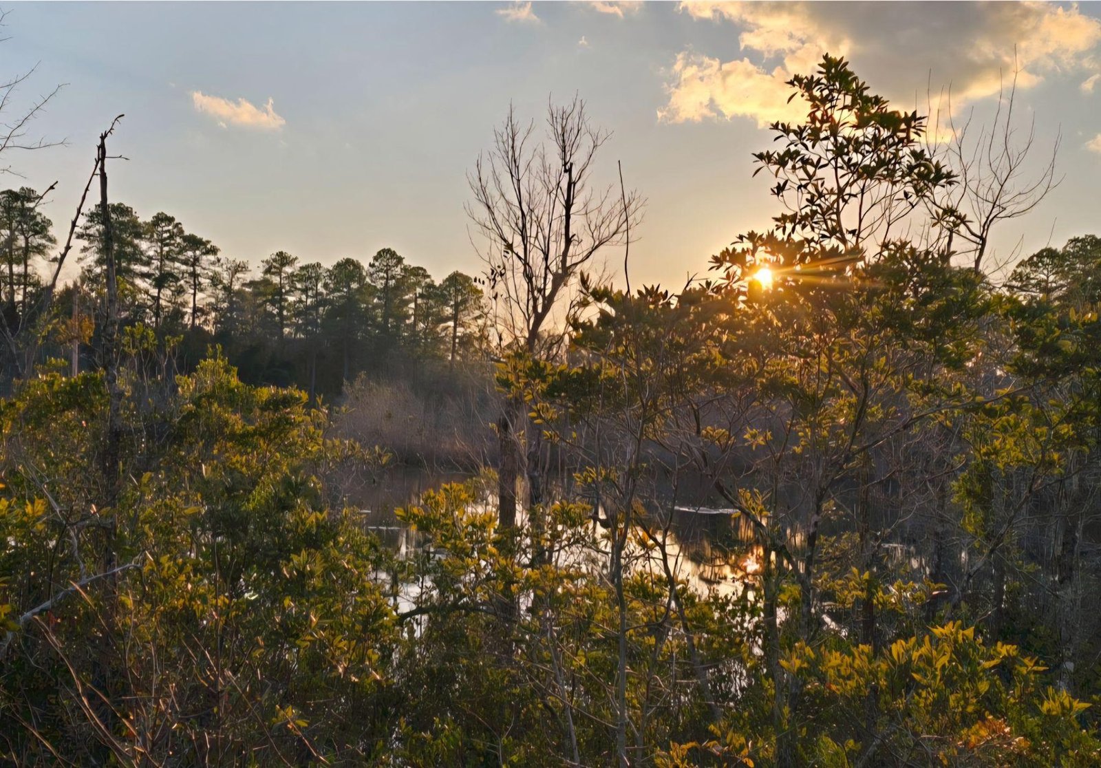 Wetland area at sunset on the property