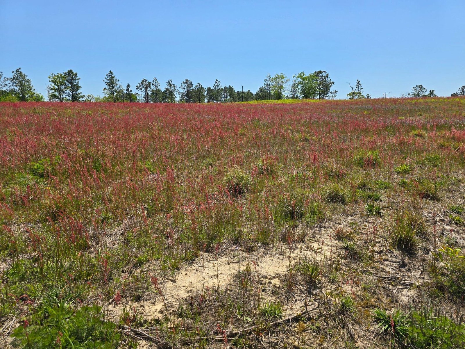 Native sandhills vegetation and sandy soil on the New Holland property